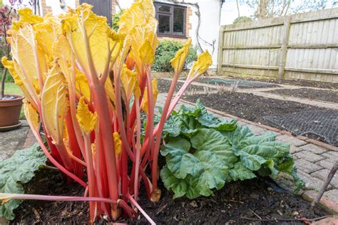 when to stop forcing rhubarb.